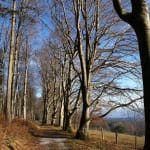 Allée des Hêtres