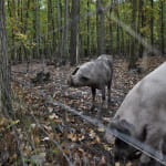 Sentier poussette - A travers Saint-Maurice