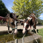 Randonnée guidée à cheval dans les Vosges du Nord