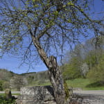 Arbres remarquables